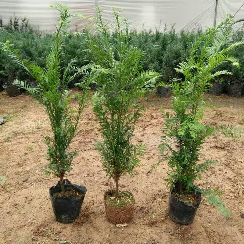 �̴�춹ɼ������ hds 00