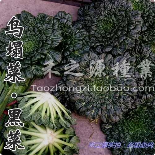 Huangxinwu обрушился на семена семян семян, черная капуста дикие овощи, черные зеленые овощи весна, лето, осень и зима, 孑 Four Seasons Farm