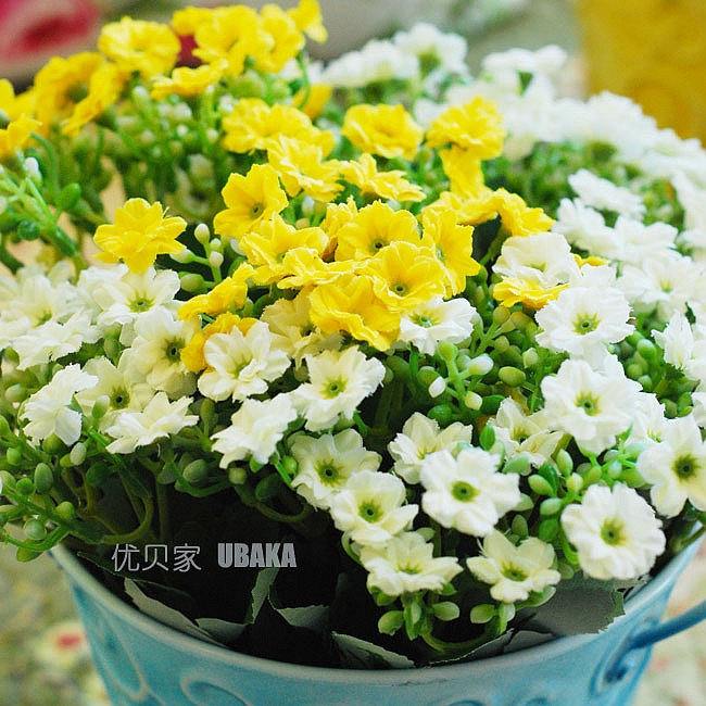 �ű��ҽ������ʢ������