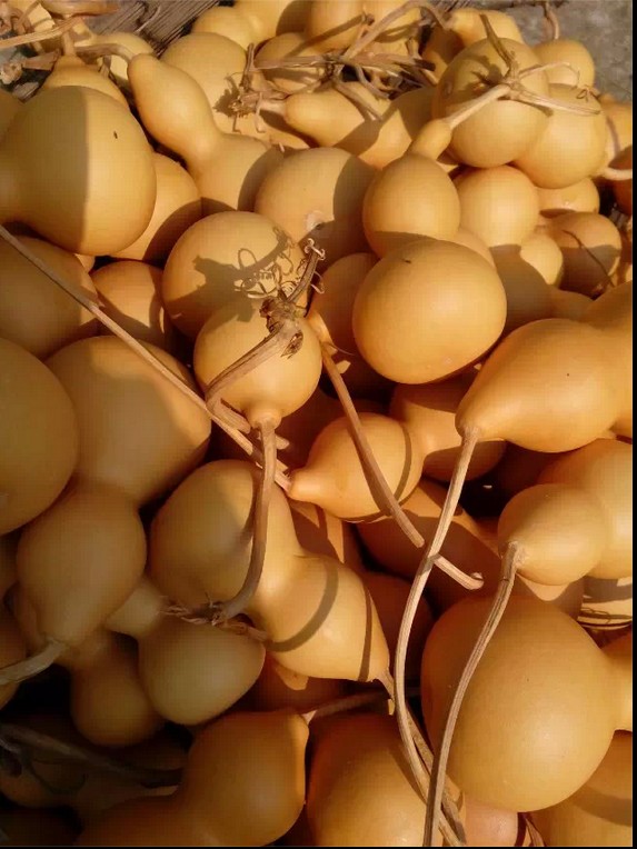 8-13 cm growing white skin gourd