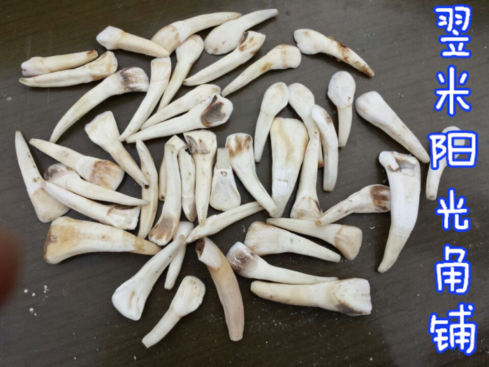 Natural Black Buffalo Tooth Raw Material Ox Door Dental Yellow Bull Tooth Rear Groove Dental Cow's Milk Tooth Necklace Tooth Carving Raw Material