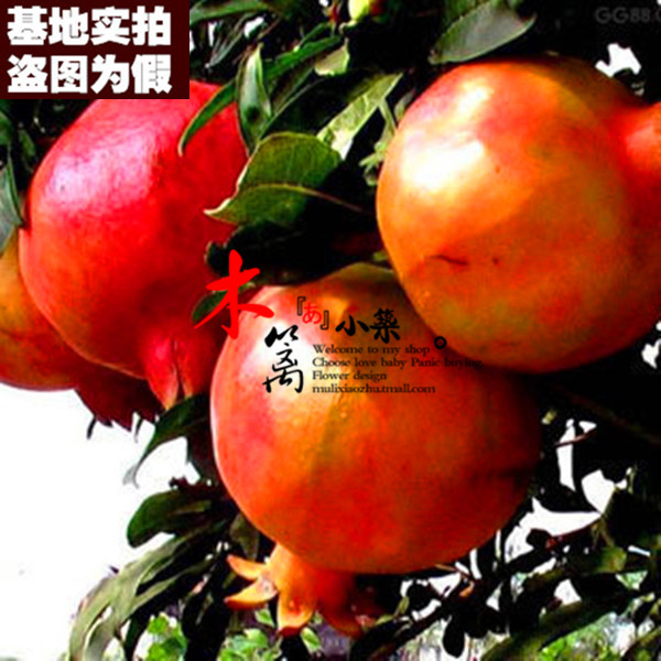 【大红袍二号15】果樹苗 巨籽蜜红色石榴盆栽地栽石榴苗