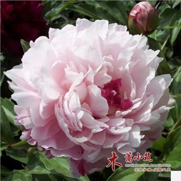 多年生 芍药根块【粉池金鱼】带芽芍药种根 芍药花苗 当年开花