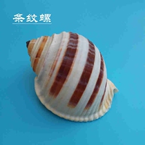Natural shell conch striped snail home decoration ornaments fish tank landscaping hermit crab fleshy potted pineapple hanging basket