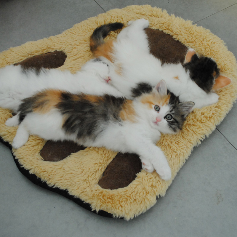 ����è�ļ���ӡ��ë̺TTMMW-016