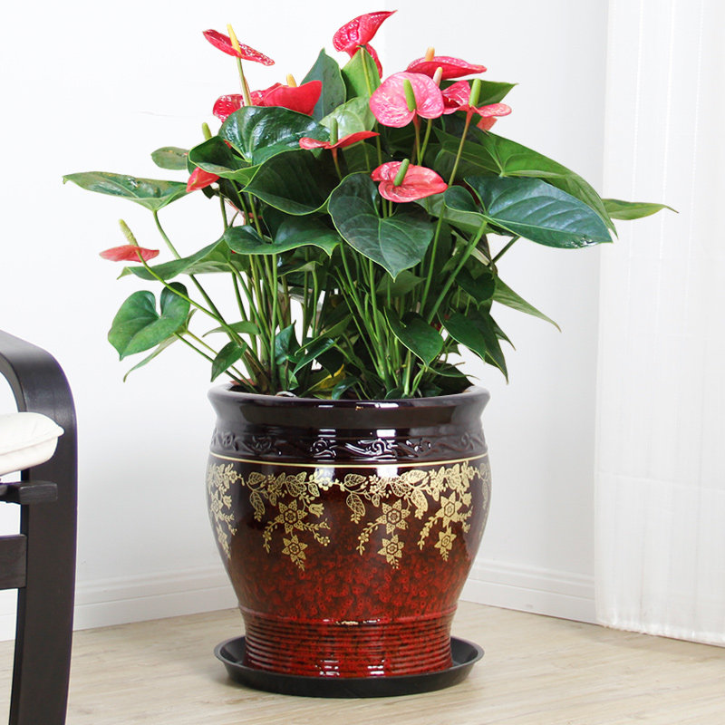 �����д���������s227