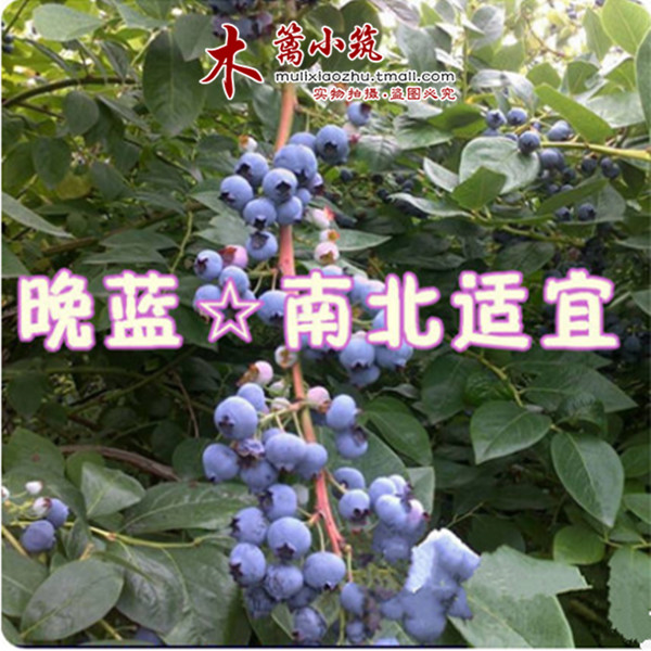 【晚蓝】阳台庭院盆栽地栽蓝莓苗 南方北方可种植 带土发货