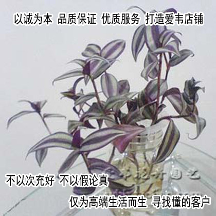 Creative flowers can be cultivated in soil and hydroponic plants, hanging bamboo plum, purple leaf spider orchid, clean air 1 yuan, buy 5 get 2 free