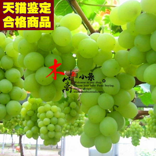 【醉金香15】当年结果 庭院阳台盆栽地栽葡萄苗 南北方种植