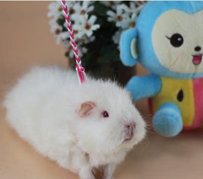 (Family Tu) full amount * guinea pig Dutch pig dragon cat walk bent rope rabbit gold silk bear traction rope