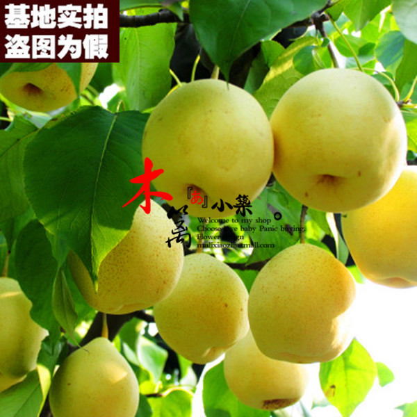【水晶梨一号15】庭院盆栽地栽梨苗梨树嫁接苗 黄金梨苗 香梨苗
