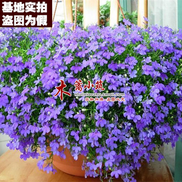 【香紫16】花卉 六倍利种 翠蝶花 花草阳台庭院盆栽地栽