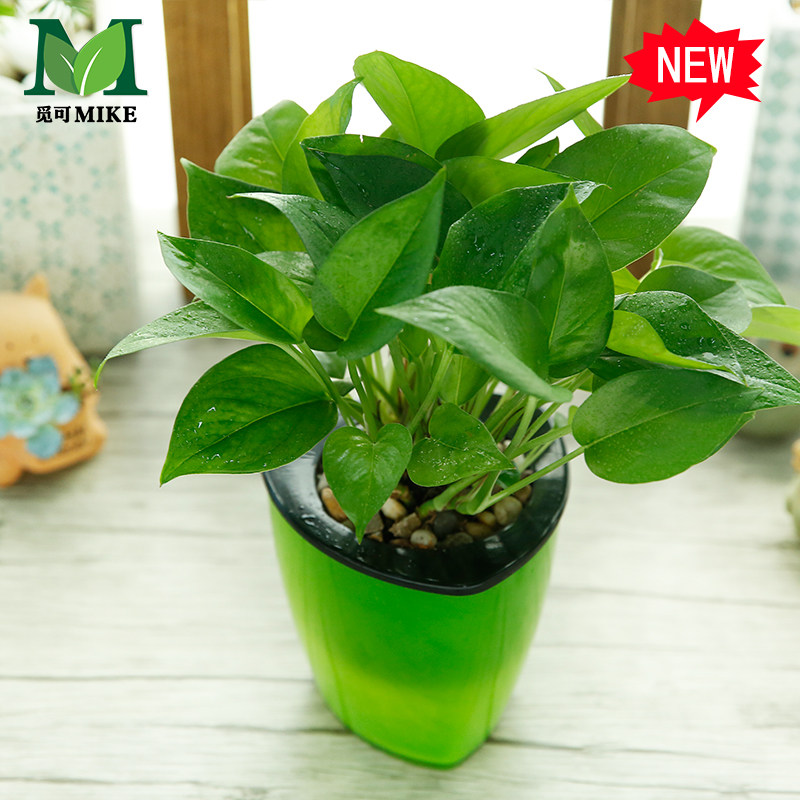 �ٿ���������