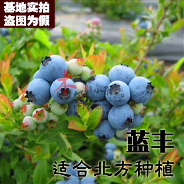 【蓝丰15】阳台庭院盆栽地栽蓝莓苗 南方北方可种植 带土发货