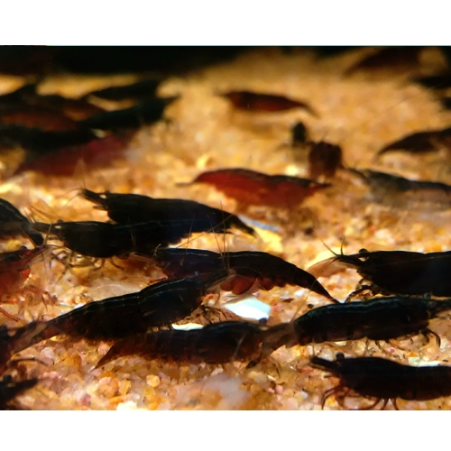 Продвижение с ограниченным временем ~ Черные шоколадные креветки черные рисовые креветки King Kong можно смешать с кристаллическими креветками, живое тело домашних креветков