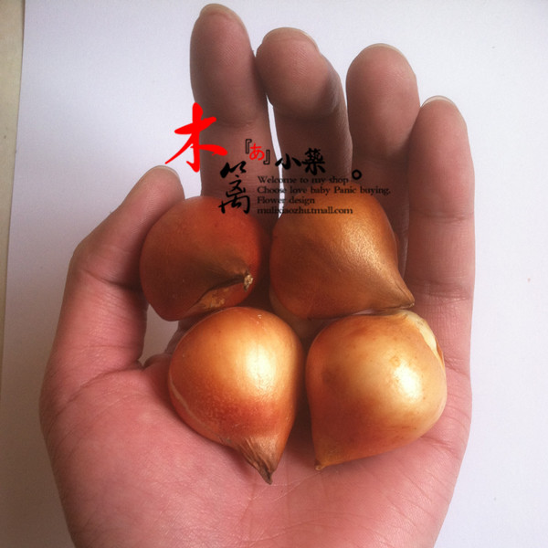 【带芽郁金香】郁金香花苗赛百合花苗绿植盆栽花卉玫瑰蔷薇牡丹苗