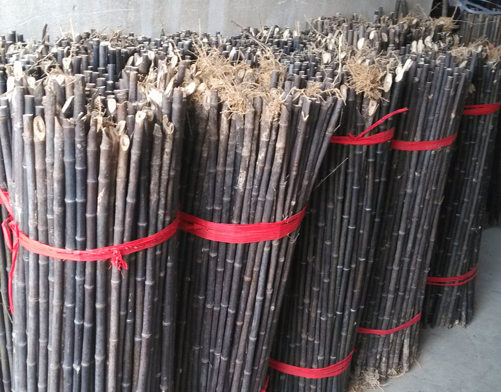 Purple bamboo sheng material