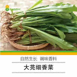 Large yan fine Pu'er Yunnan wild fresh coriander coriander goose-wild yan you fake thorns coriander laksa 1kg