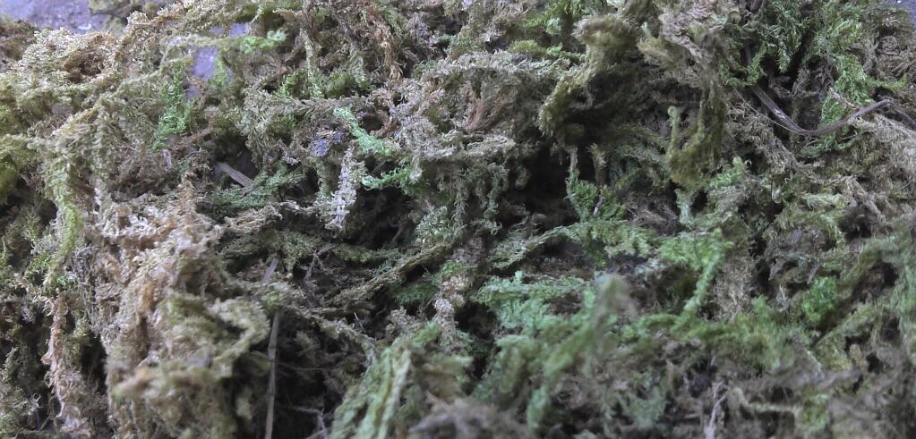 Emulated green moss watermoss flower arrangement decoration fake flowers moss 1 kg