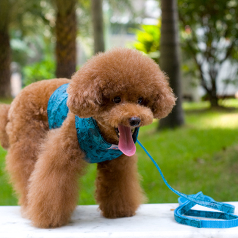 Pet Leash Teddy VIP Small Dog Chain Dog Rope Vest Traction Chest Strap