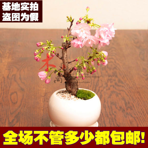 庭院植物 日本樱花苗 樱花苗木盆栽/地栽花卉绿植 樱花花苗