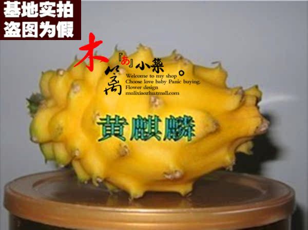 【黄麒麟】盆栽 火龙果 红心 红肉 紫肉 带根粗壮 果大肉多 苗