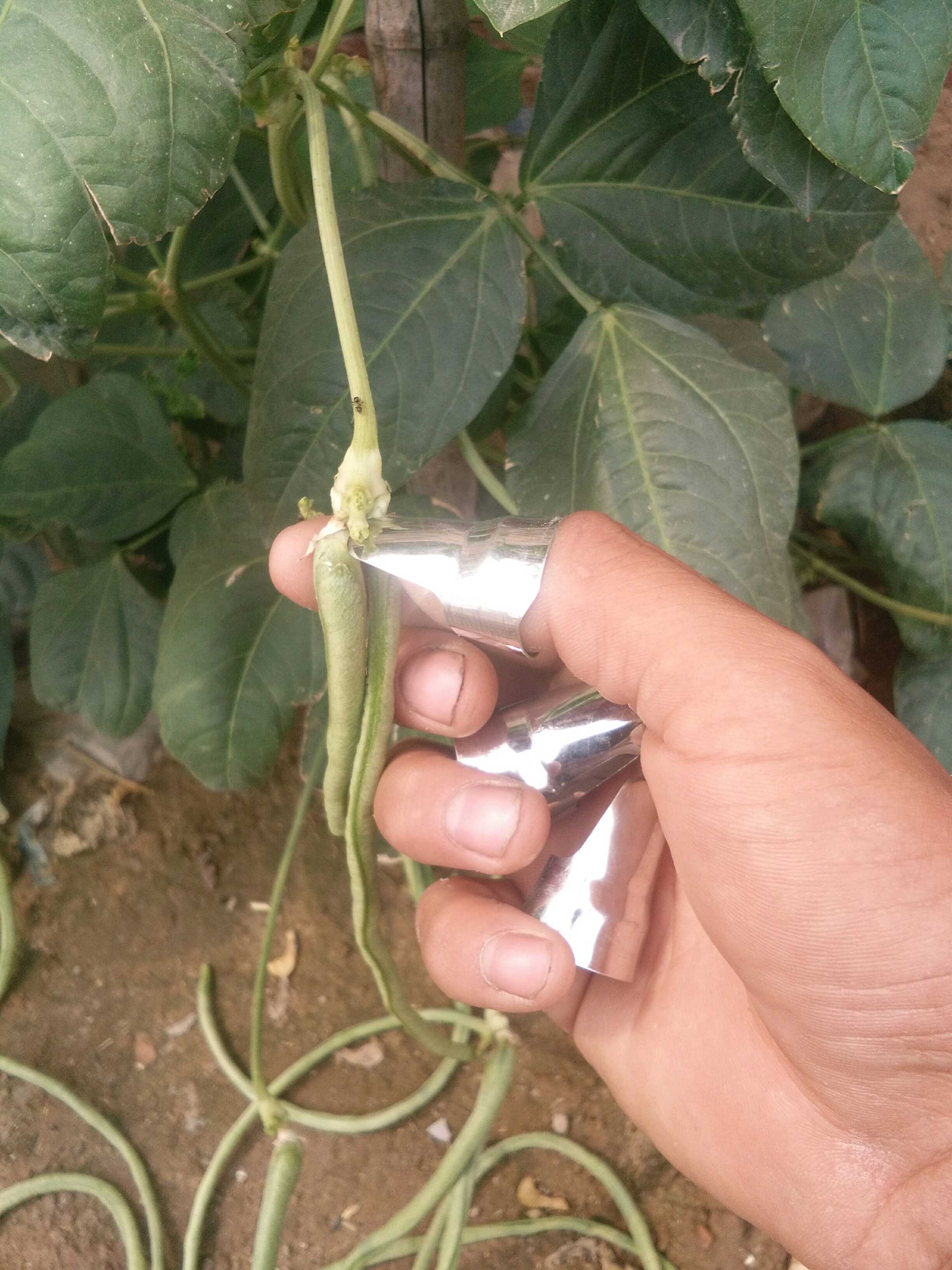 Greenhouse picking tools stainless steel nail picking tools do not hurt hands