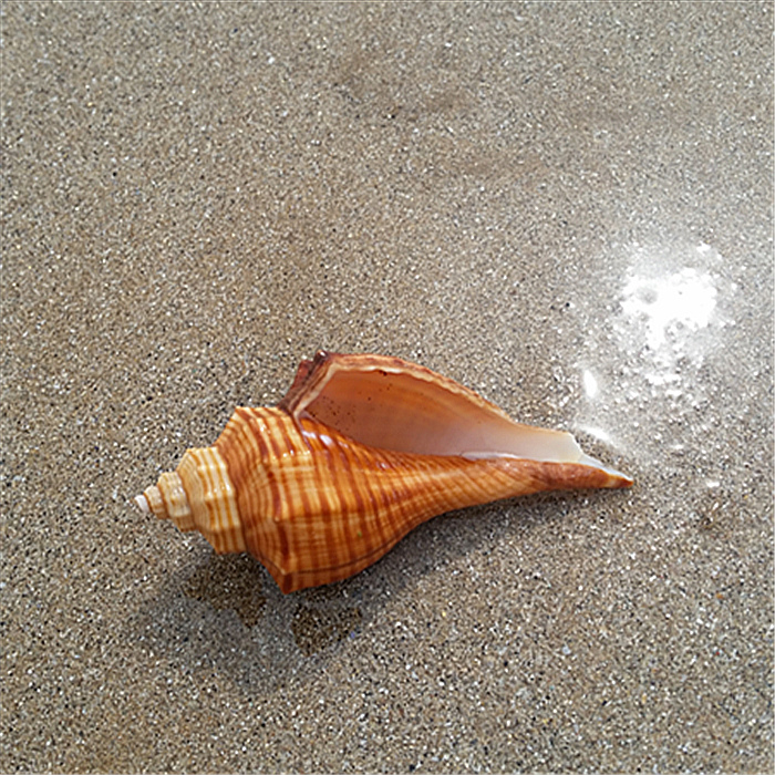 Natural sea snail shell coral left-handed fragrant snail white coral ornaments fish tank landscaping Wedding floor