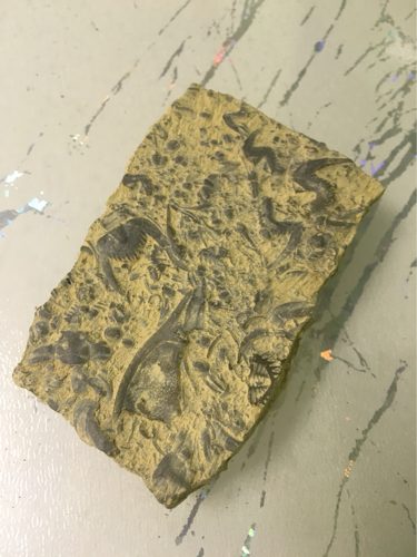 10 yuan a low price to deal with paleontology Trilobite fossil Swallow stone bat stone rough (fidelity)
