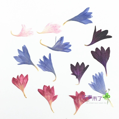 Yaru Chrysanthemum Diy Drip Drip Gumped Clowers Shells Мобильные телефоны, кровоточащие цветы, образцы растений, цветы, цветы