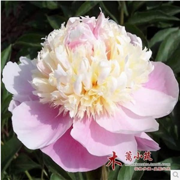 多年生 芍药根块【湖光山色】带芽芍药种根 芍药花苗 当年开花