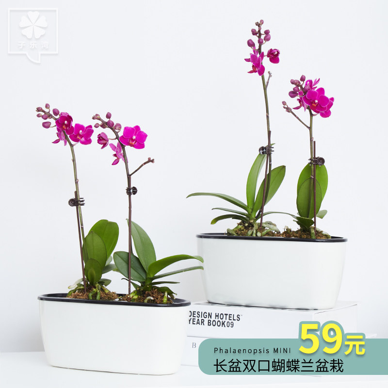 �������辰����С�컨������