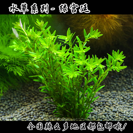 Water grass ~ aquatic water grass ~ fish tank water grass ~ green palace grass ~ oatgrass ~ middle rear view grass (10 send 4)