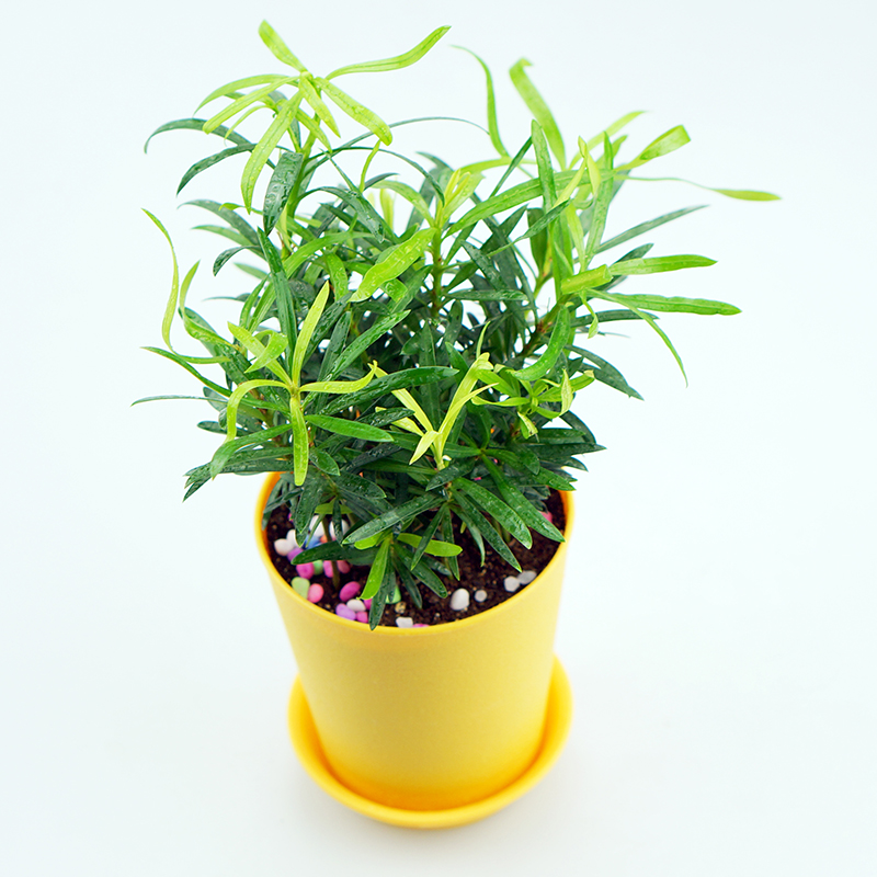 小叶罗汉松小苗 大叶小盆景苗桌面 桌面水培植物苗迷你植物盆栽