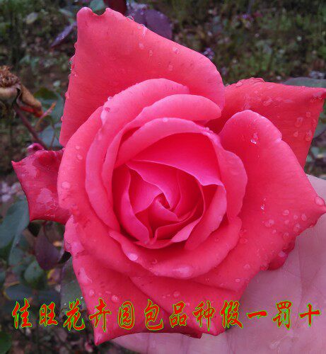 大花月季緋扇扉扇大花強香 巨型花開花勤