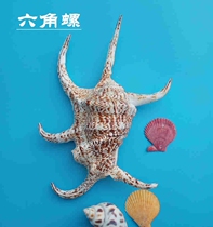 Natural big conch hexagon snail big shell crafts ornaments fish tank landscaping home platform decorations
