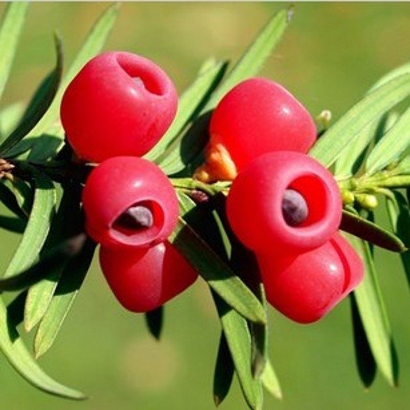 �̴�������С��