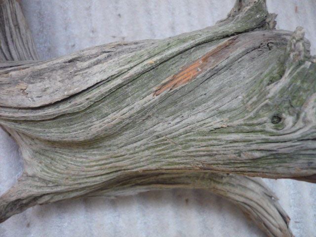 Millennium cliff cypress Taihang fine aging raw materials Root carving Tuo Tuo material 