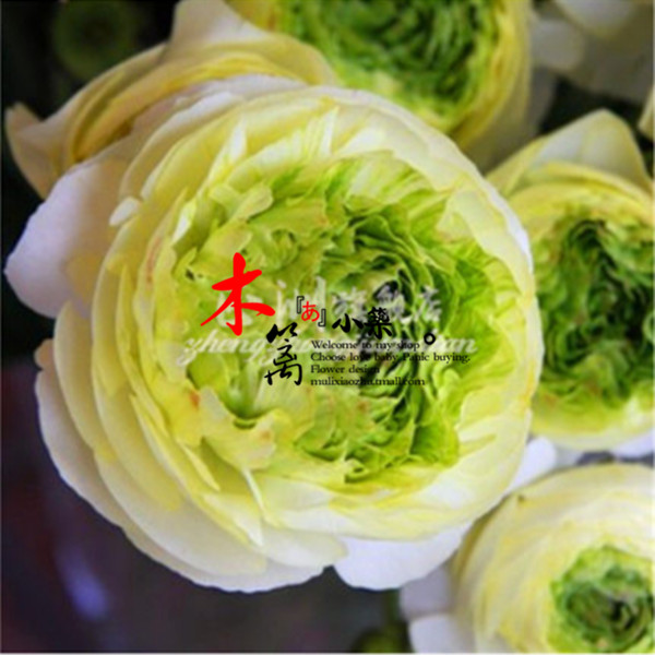 【绿禅】盆栽种根植物花卉 芹叶牡丹花毛茛花苗种根 当年开花