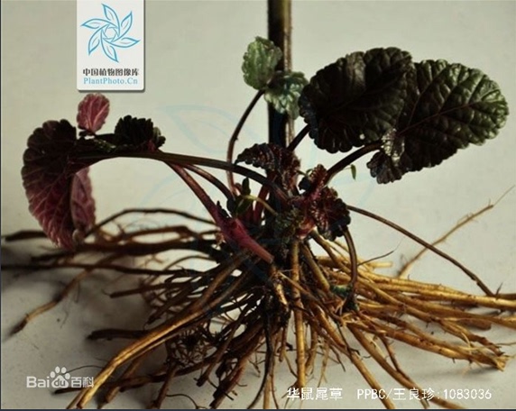 Fresh Wild Chinese Herbal Medicine: Salvia Miltiorrhiza, Panax Notoginseng, and Half-Stem Lotus Root, Freshly Harvested from the Wild