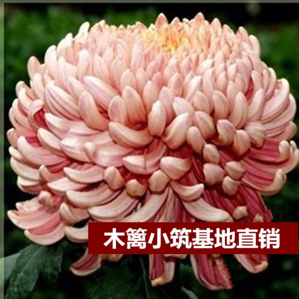 限时特价 盆栽菊花【玉狮吼风】菊花苗 四季菊花菊花 当年开花