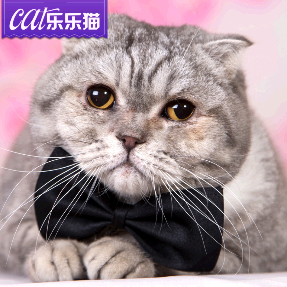 绅士风宠物领结 猫咪领结蝴蝶结狗领结 可调节猫猫项圈领带配饰品
