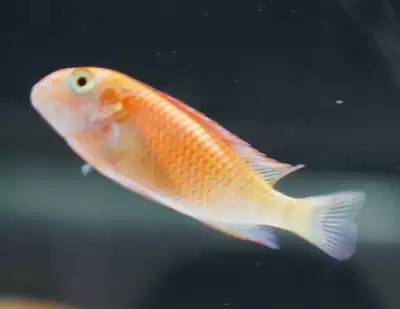 龍巔玩家水族三湖慈鯛坦鯛鳳蝶火狐狸白子熱帶觀賞魚活體