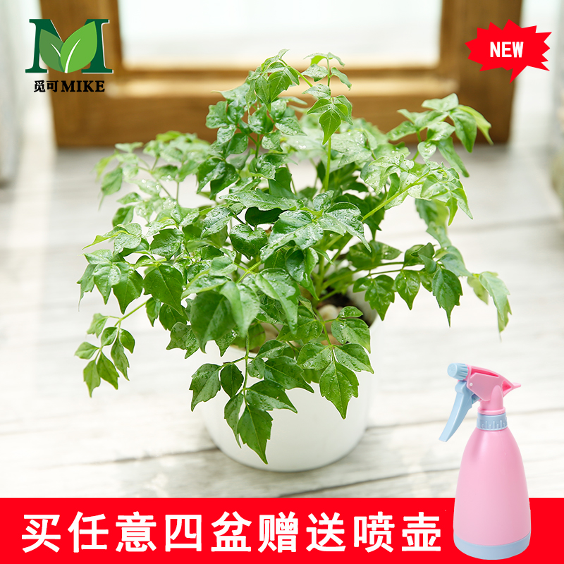 �ٿɻ�Ƥ���辰