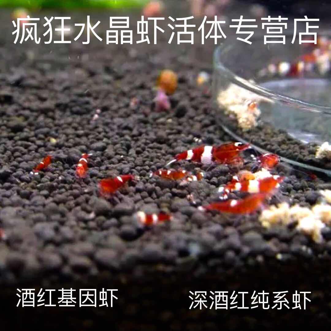 Wine Red Gene Shrimp Wine Red Pure Blood Shrimp Wine Red Pure Shrimp Black King Kong Black and White Black King Kong Gene Shunfeng