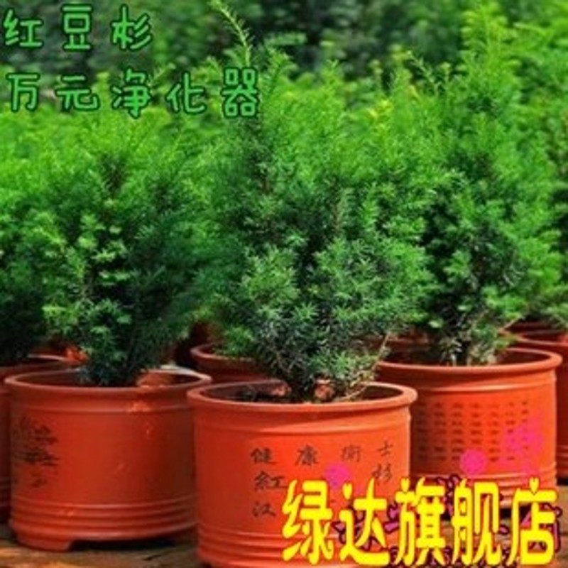 �̴��辰�춹ɼE