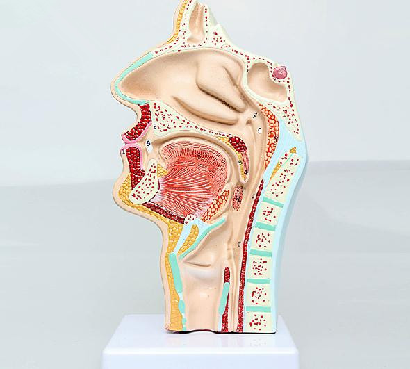 人体鼻腔口腔 咽 喉解剖模型 正中失壮断 耳鼻喉科 生物医学器材