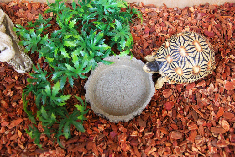 NOMO Reptile Water Basin Food Basin Land Tortoise Lizard Lizard Patron Corner Frog Water Basin NS-42