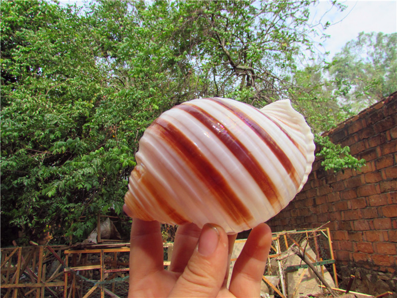 Natural shell sea snail piano snail fish tank Aquarium decorative roll shellfish breeding shell creative potted ornaments