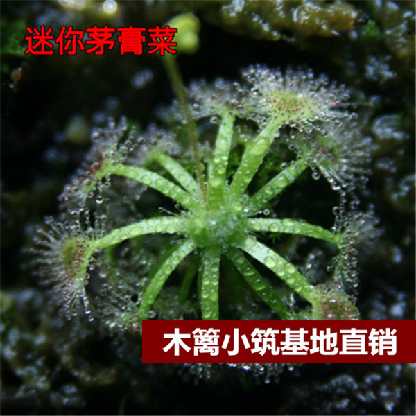 【迷你毛膏菜16】猪笼草 食虫草 捕蝇草 夏季驱蚊【20粒】